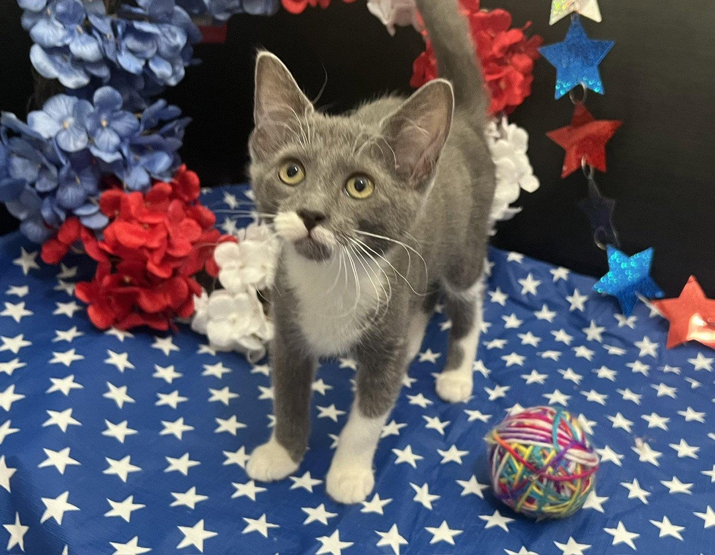 Jemma, a Adoptable Domestic Short Hair in Fayetteville, GA image 1/3