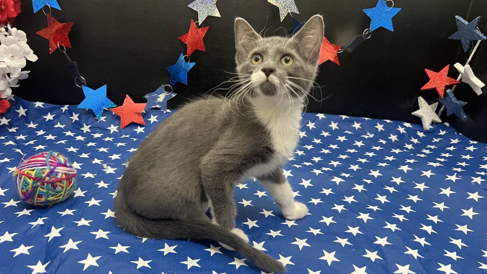 Jemma, a Adoptable Domestic Short Hair in Fayetteville, GA image 2/3