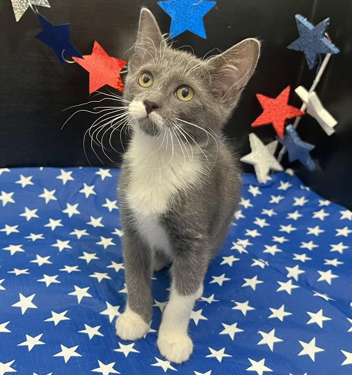 Jemma, a Adoptable Domestic Short Hair in Fayetteville, GA image 3/3