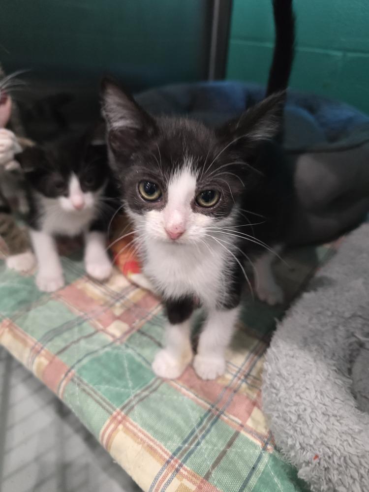 Geraldo, Adoptable, Kitten Male Domestic Medium Hair.