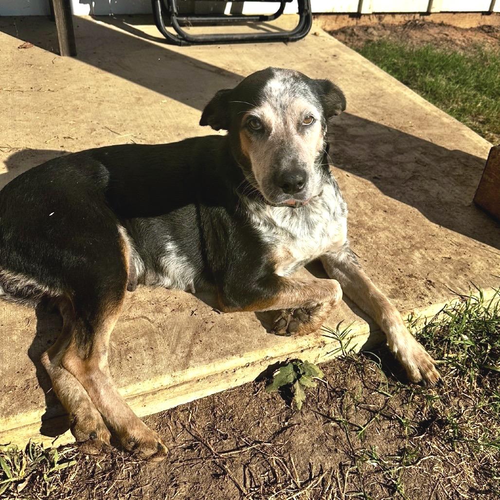 Mama, Adoptable, Adult Female Australian Cattle Dog / Blue Heeler.