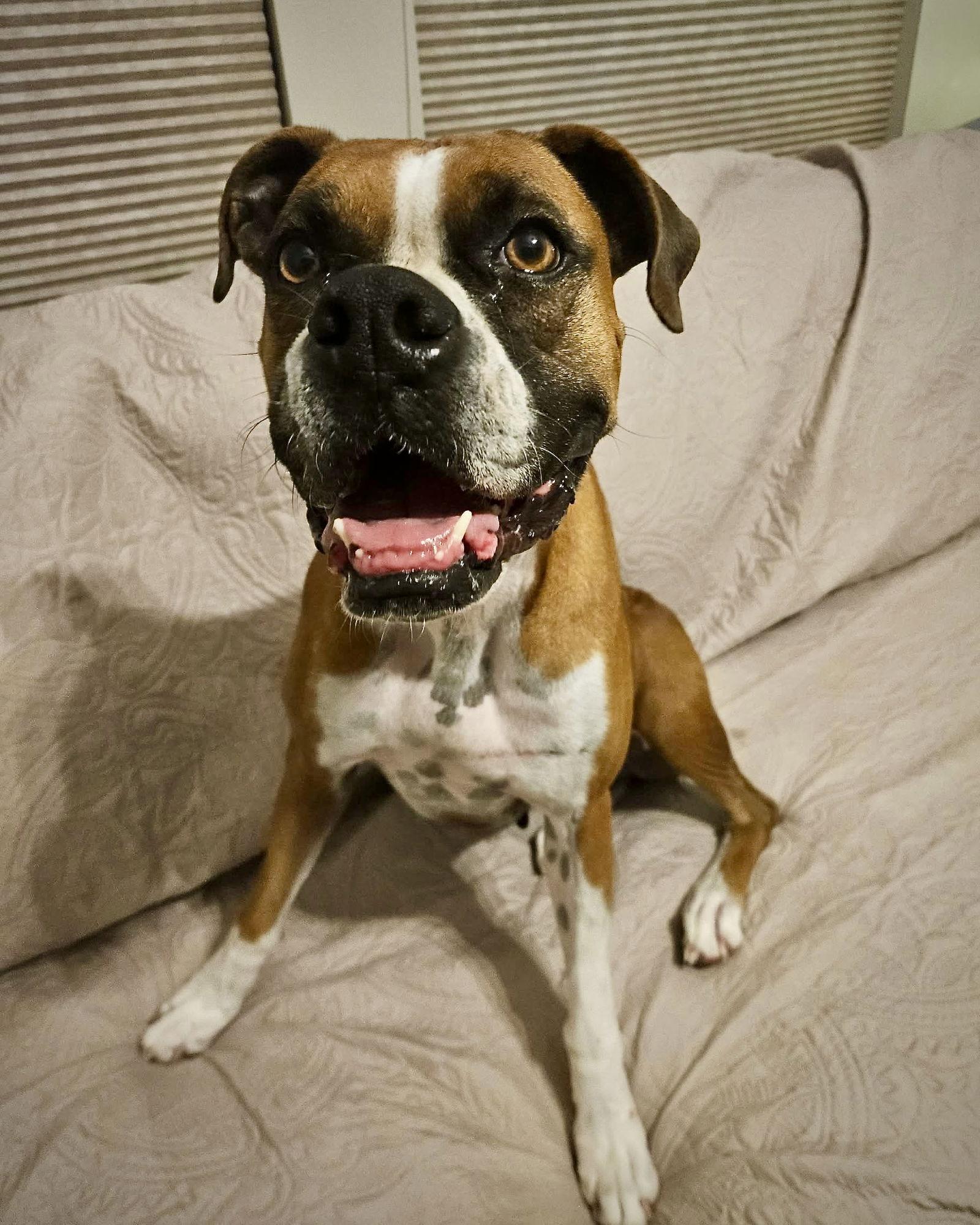 Enlarge Twiggy, a Adoptable Boxer in Monticello, NY image 1/1