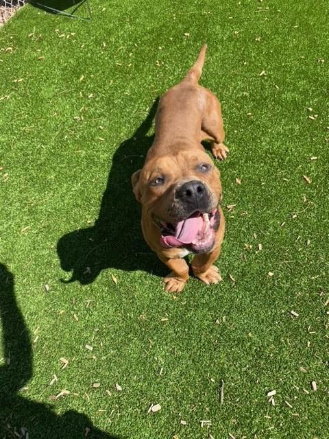 KILO, Adoptable, Young Male Cane Corso & Mixed Breed.
