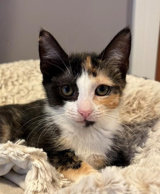 Enlarge Emmy (LE), a Adopted Domestic Short Hair in Little Falls, NJ image 3/3
