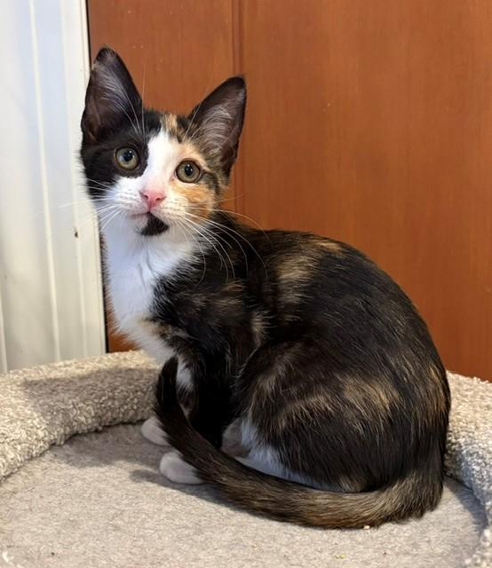 Enlarge Emmy (LE), a Adopted Domestic Short Hair in Little Falls, NJ image 2/3