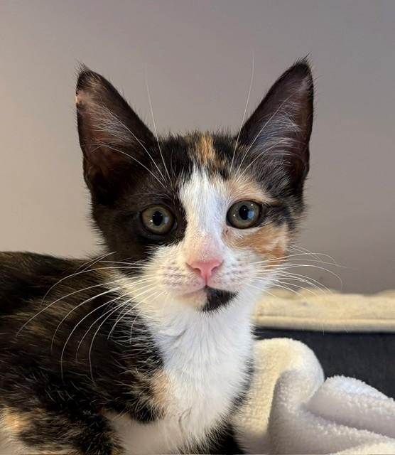 Emmy (LE), Adopted, Kitten Female Domestic Short Hair.