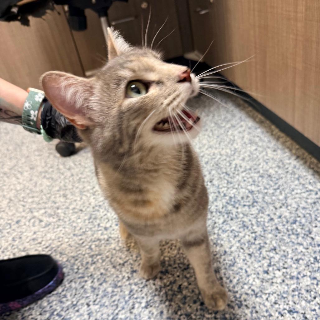 Obie, Adoptable, Adult Female Domestic Short Hair.