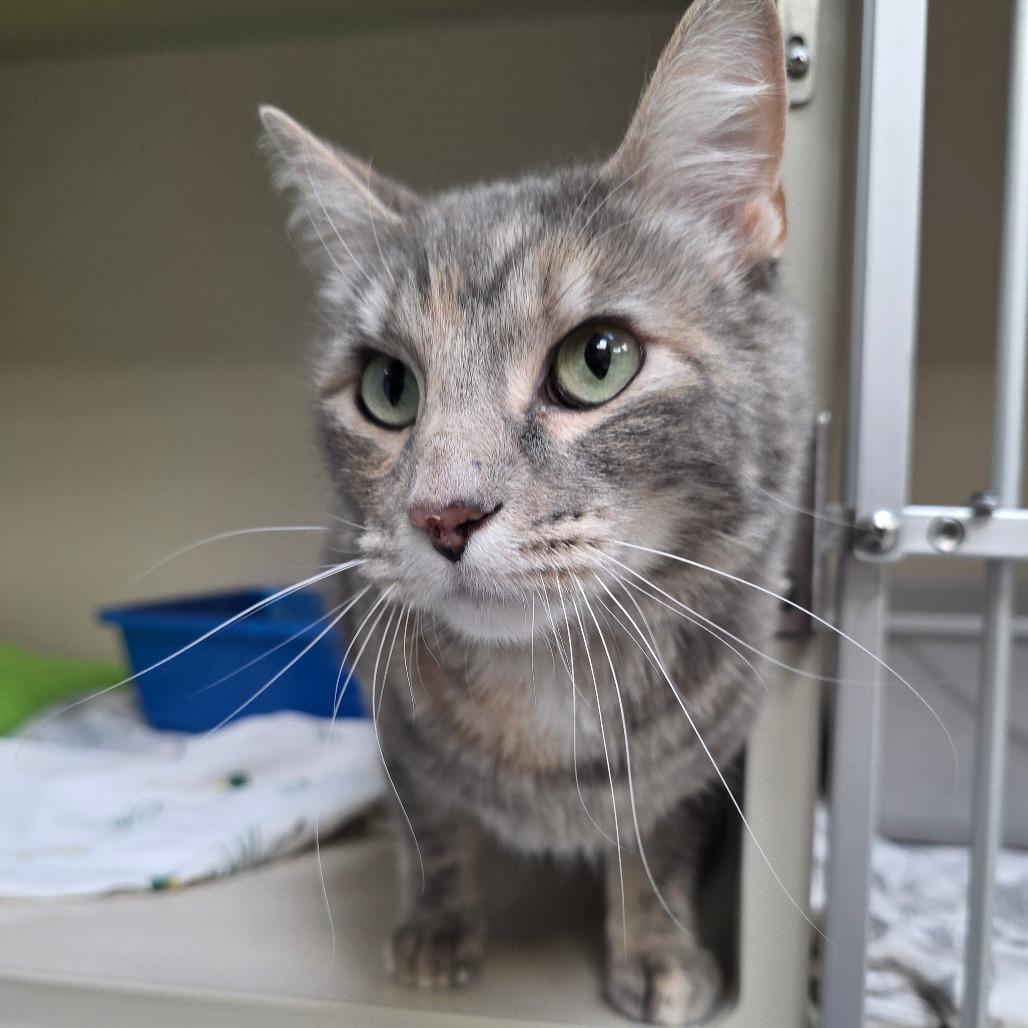 Obie, a Adoptable Domestic Short Hair in Great Falls, MT image 2/3