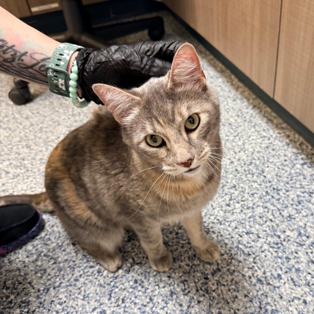 Obie, a Adoptable Domestic Short Hair in Great Falls, MT image 3/3