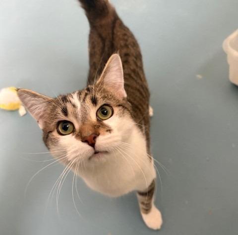 Dino, Adoptable, Young Male Domestic Short Hair.