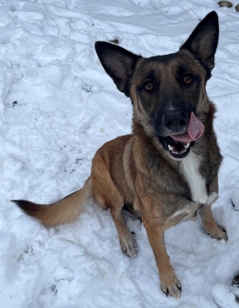 Izzy, Adoptable, Adult Female German Shepherd Dog & Mixed Breed.