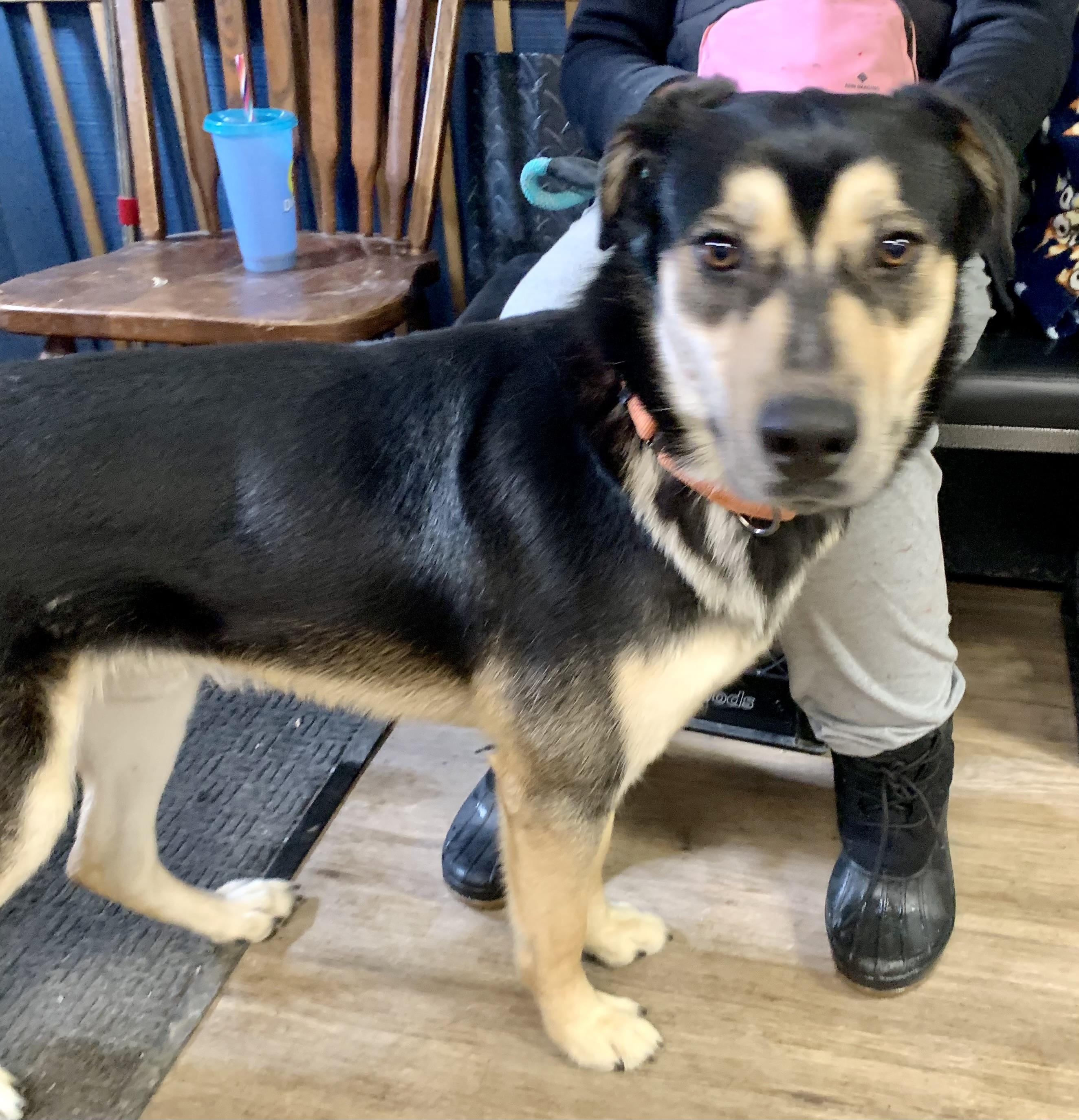 Blitz, a ADOPTABLE mixed breed in McKeesport, PA image 3/6