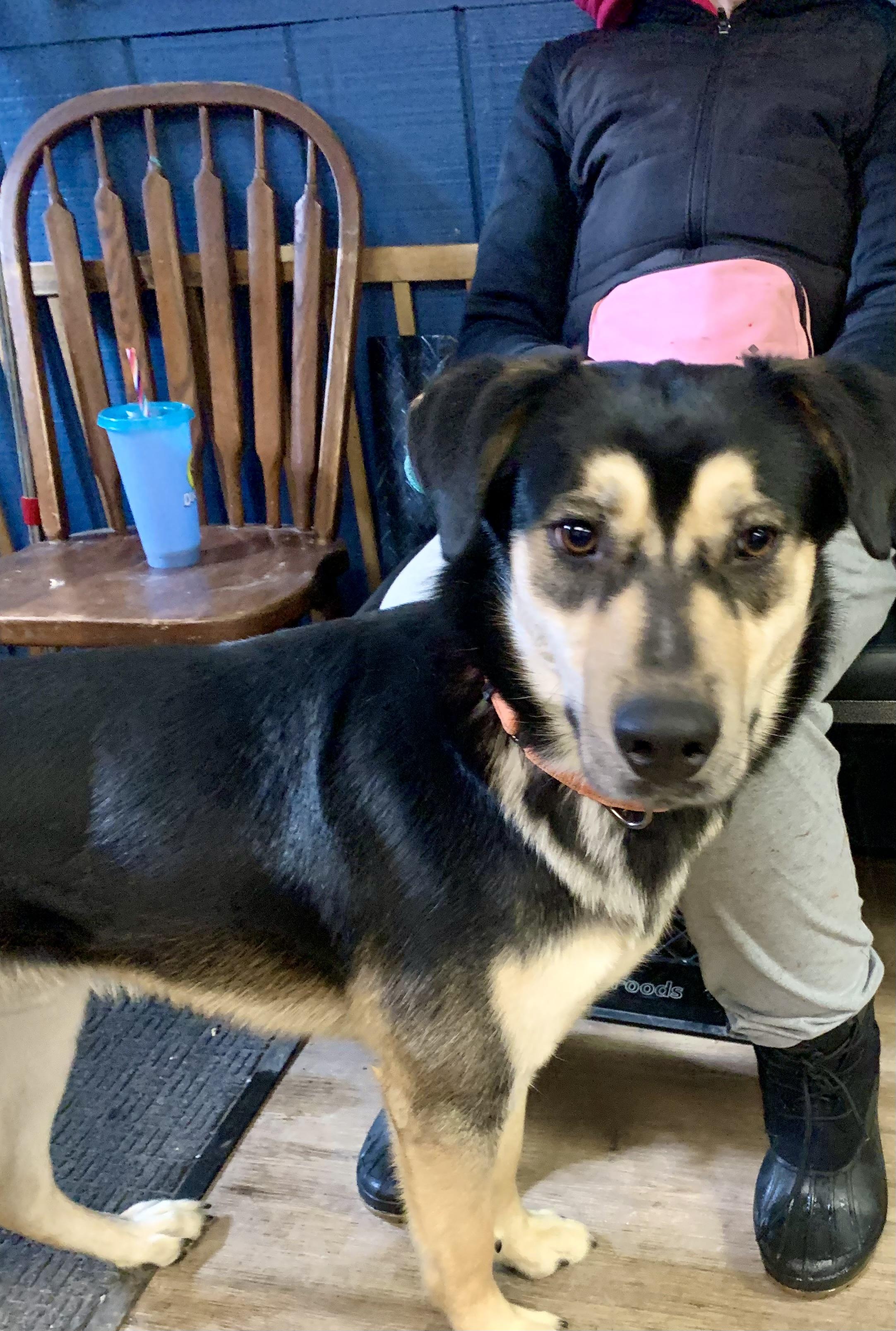 Blitz, a ADOPTABLE mixed breed in McKeesport, PA image 1/6