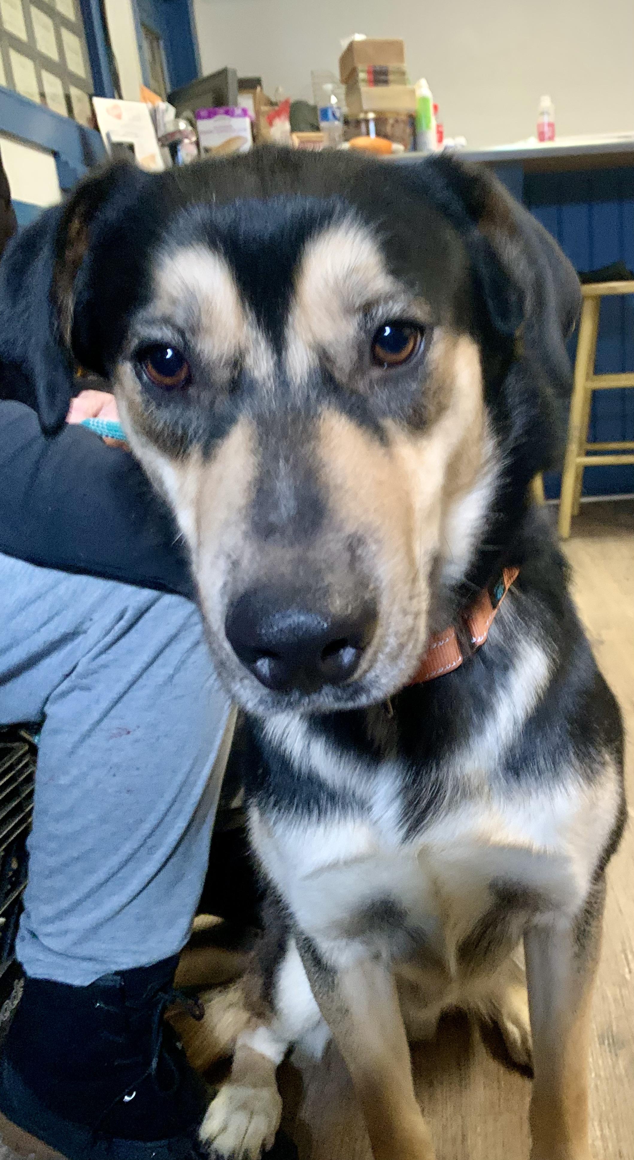 Blitz, a ADOPTABLE mixed breed in McKeesport, PA image 2/6