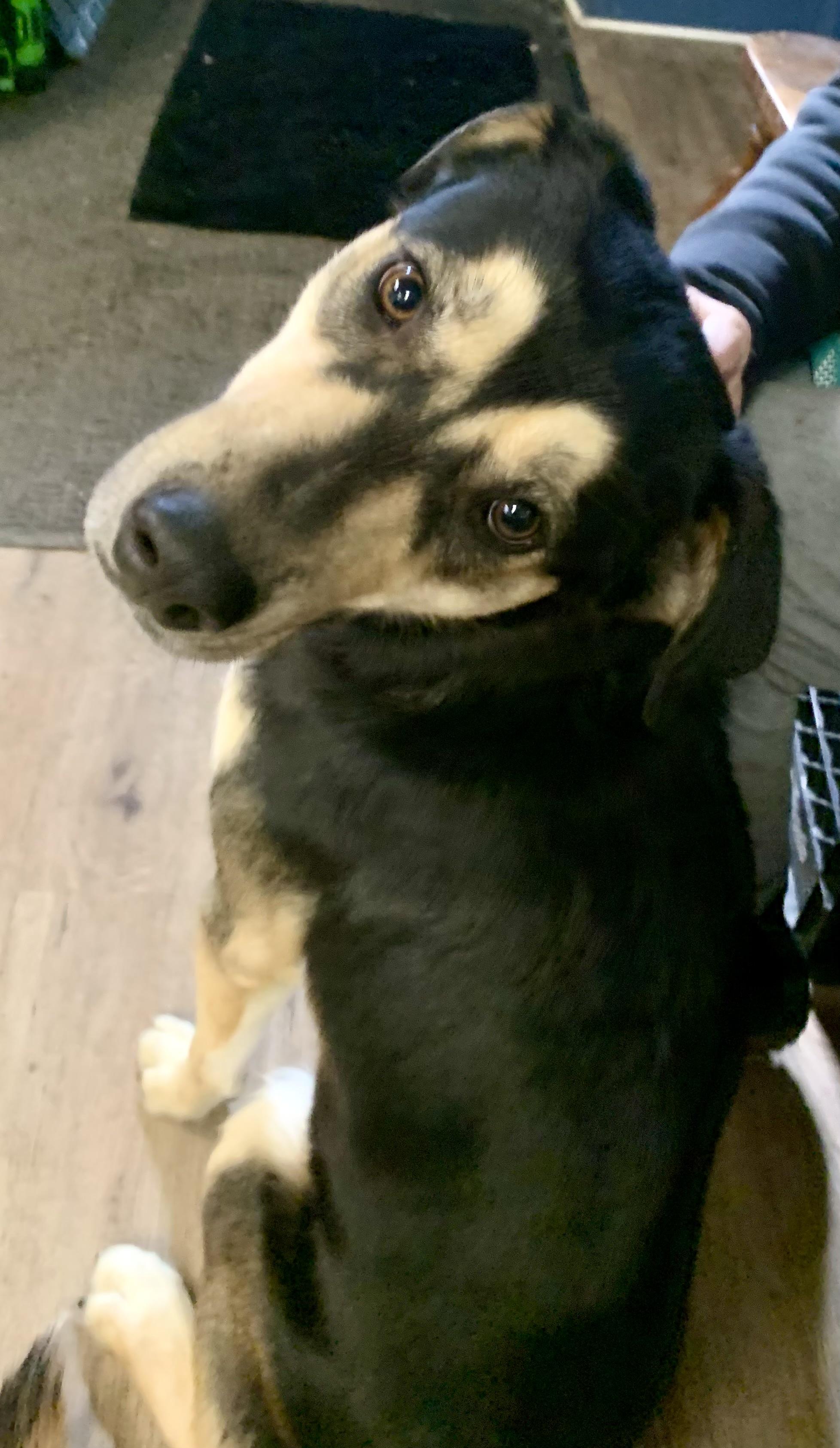 Blitz, a ADOPTABLE mixed breed in McKeesport, PA image 4/6