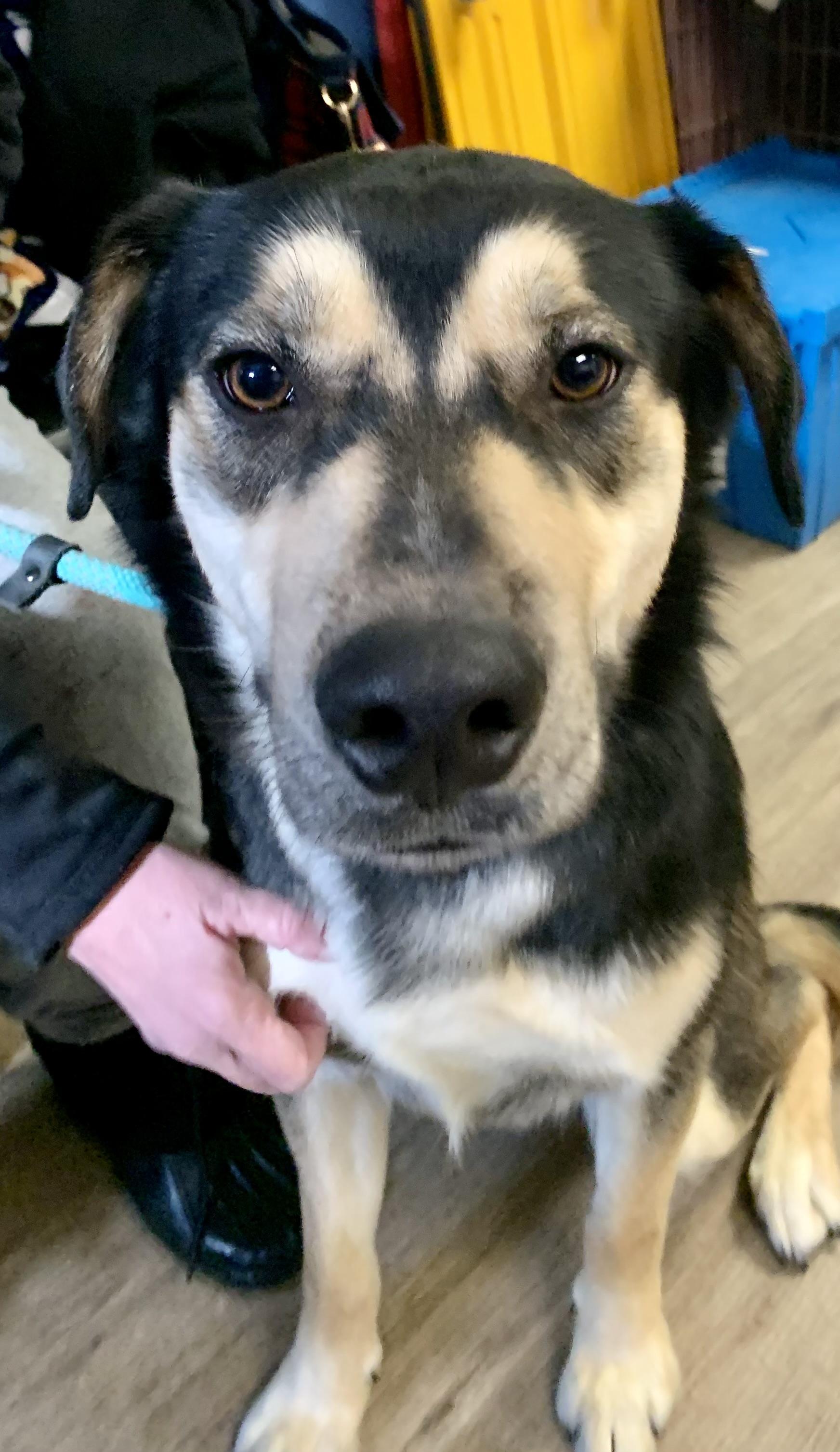 Blitz, a ADOPTABLE mixed breed in McKeesport, PA image 6/6