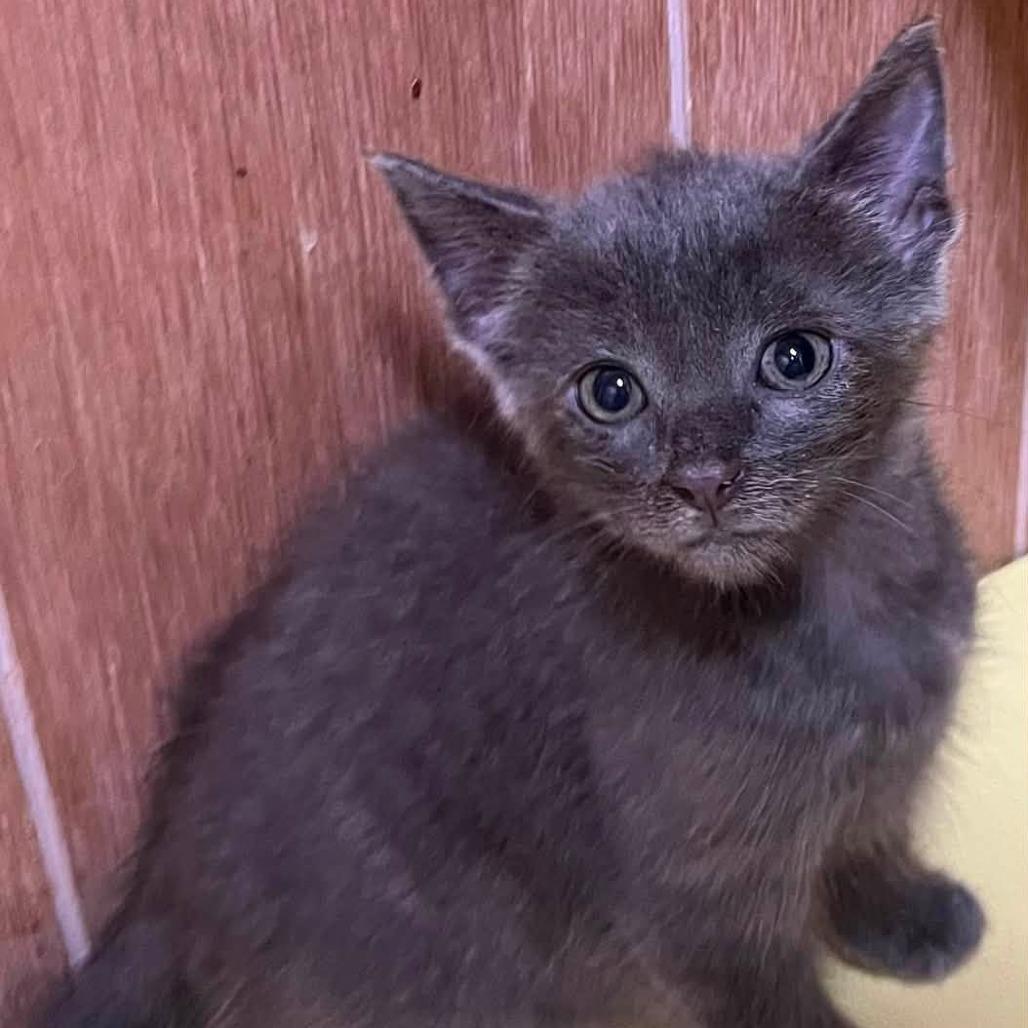 Melody, Adoptable, Kitten Female Domestic Short Hair.