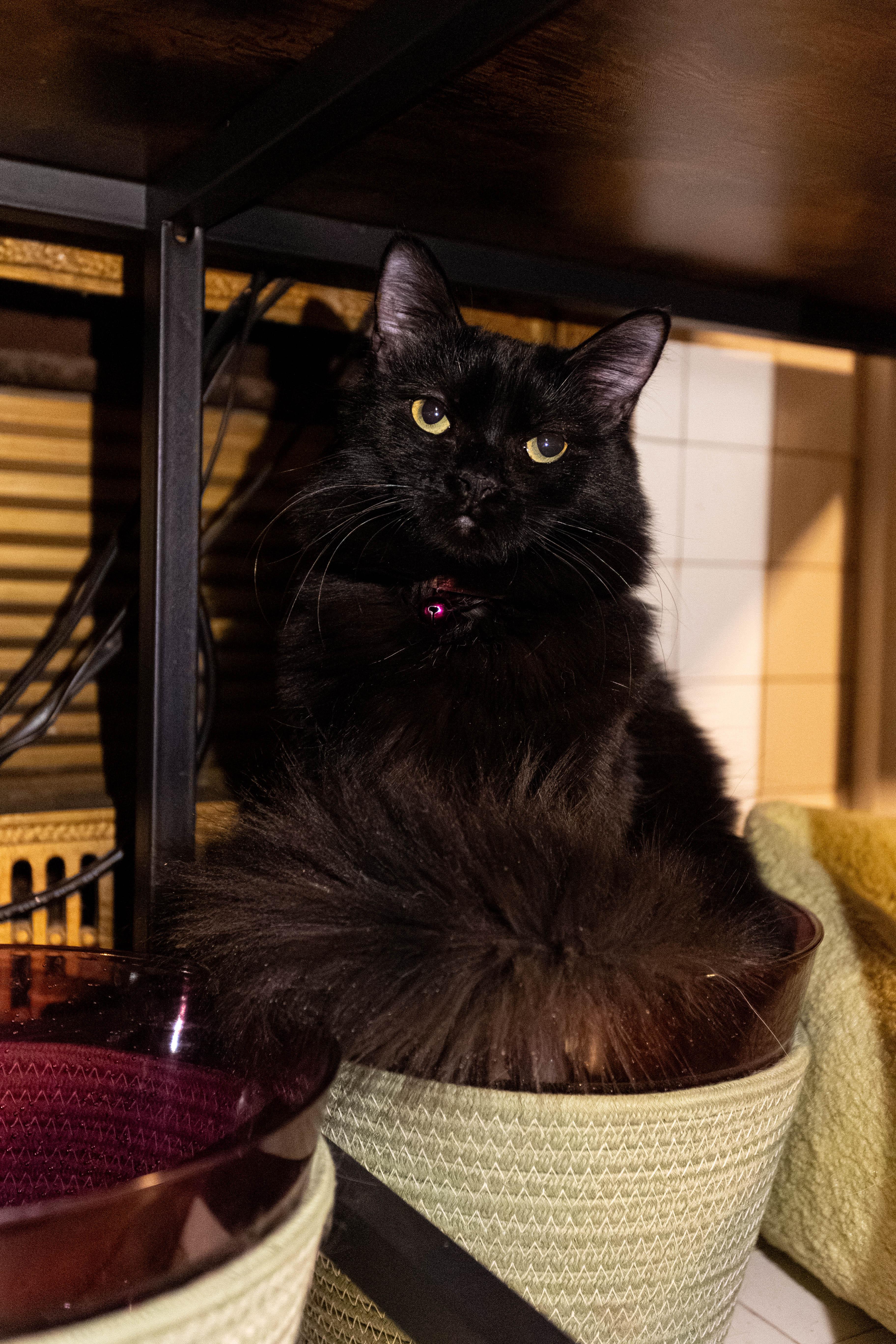 Enlarge Molly & Calvin, a ADOPTABLE Domestic Long Hair in Pittsburgh, PA image 6/6