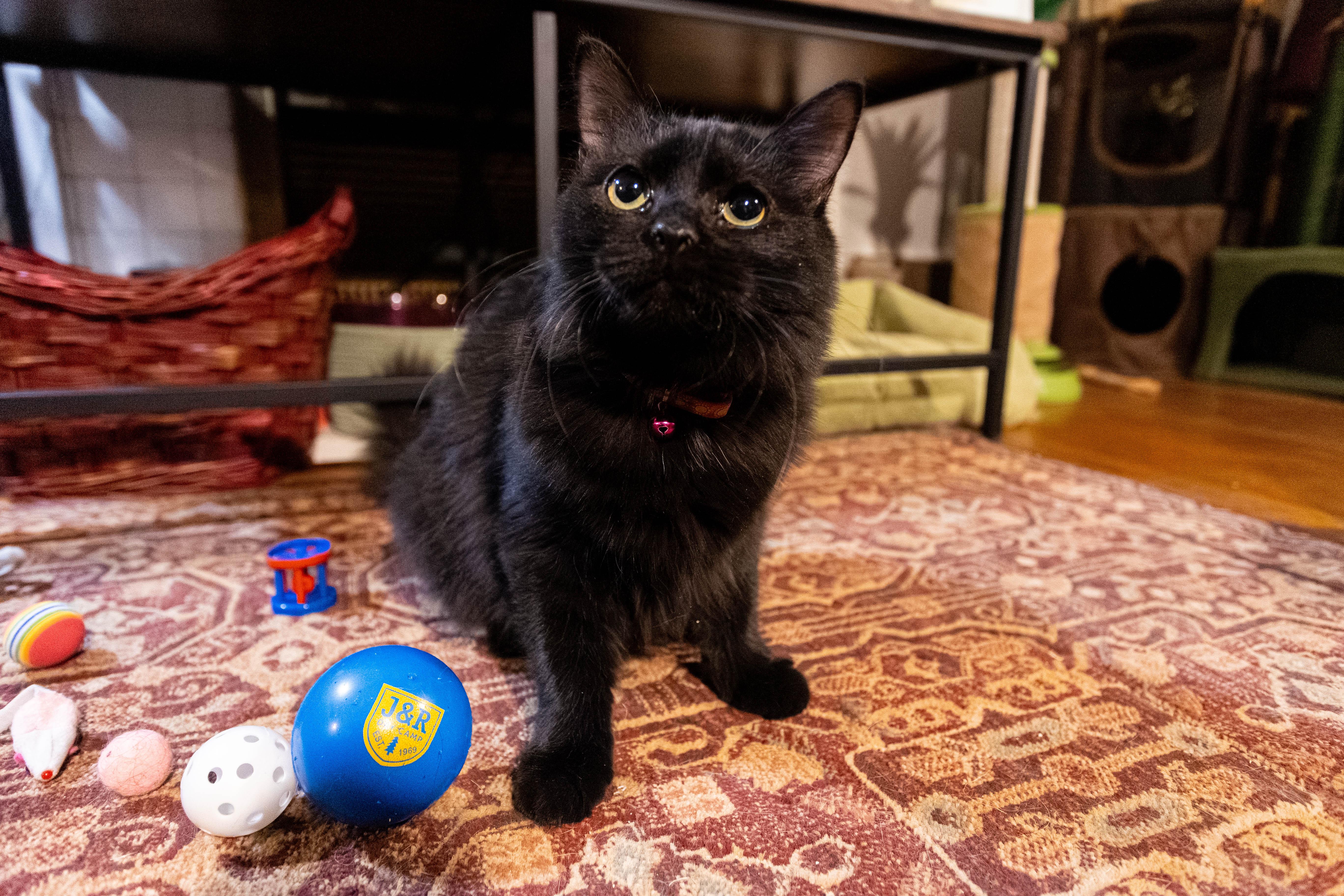 Enlarge Molly & Calvin, a ADOPTABLE Domestic Long Hair in Pittsburgh, PA image 3/6