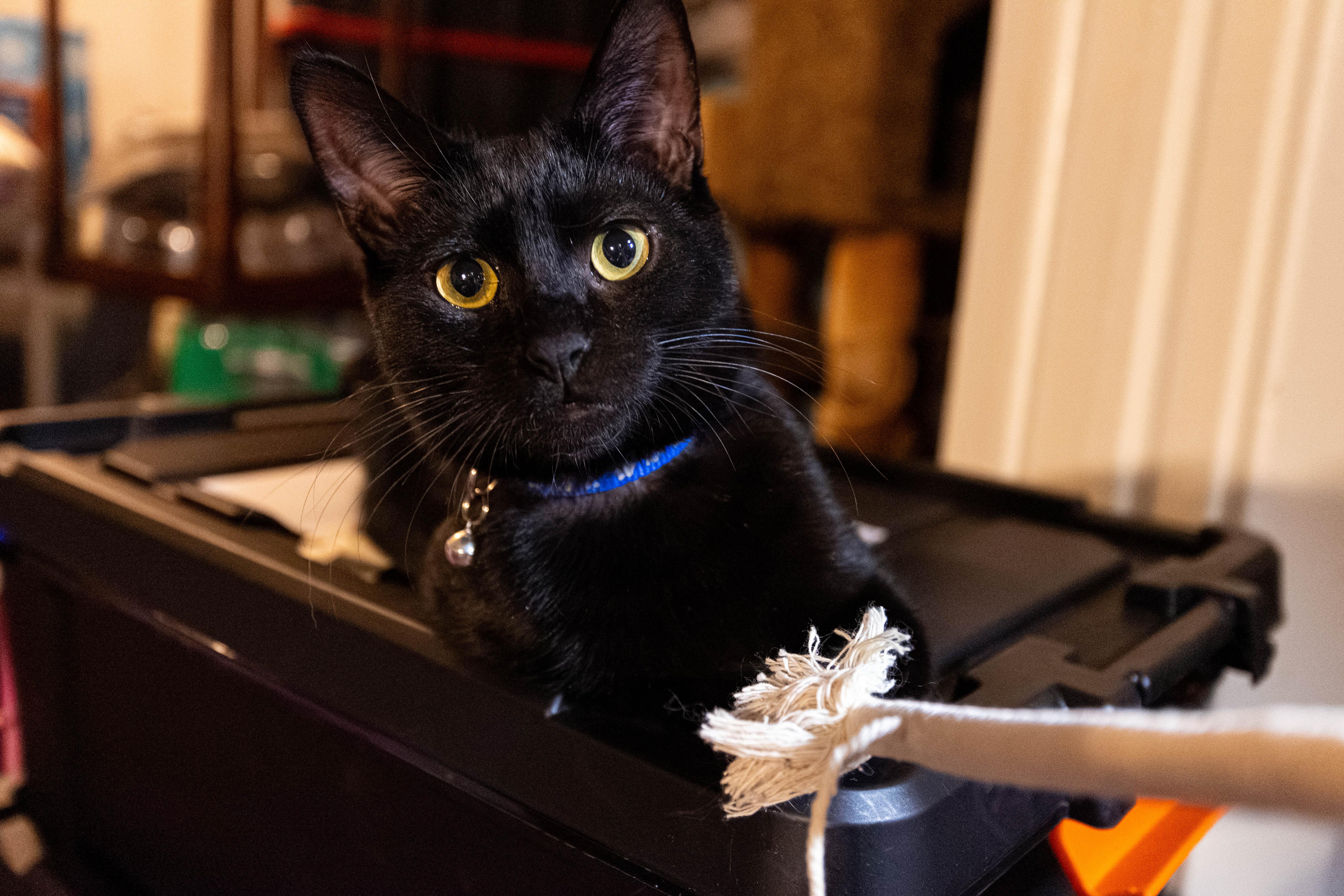 Enlarge Molly & Calvin, a ADOPTABLE Domestic Long Hair in Pittsburgh, PA image 4/6