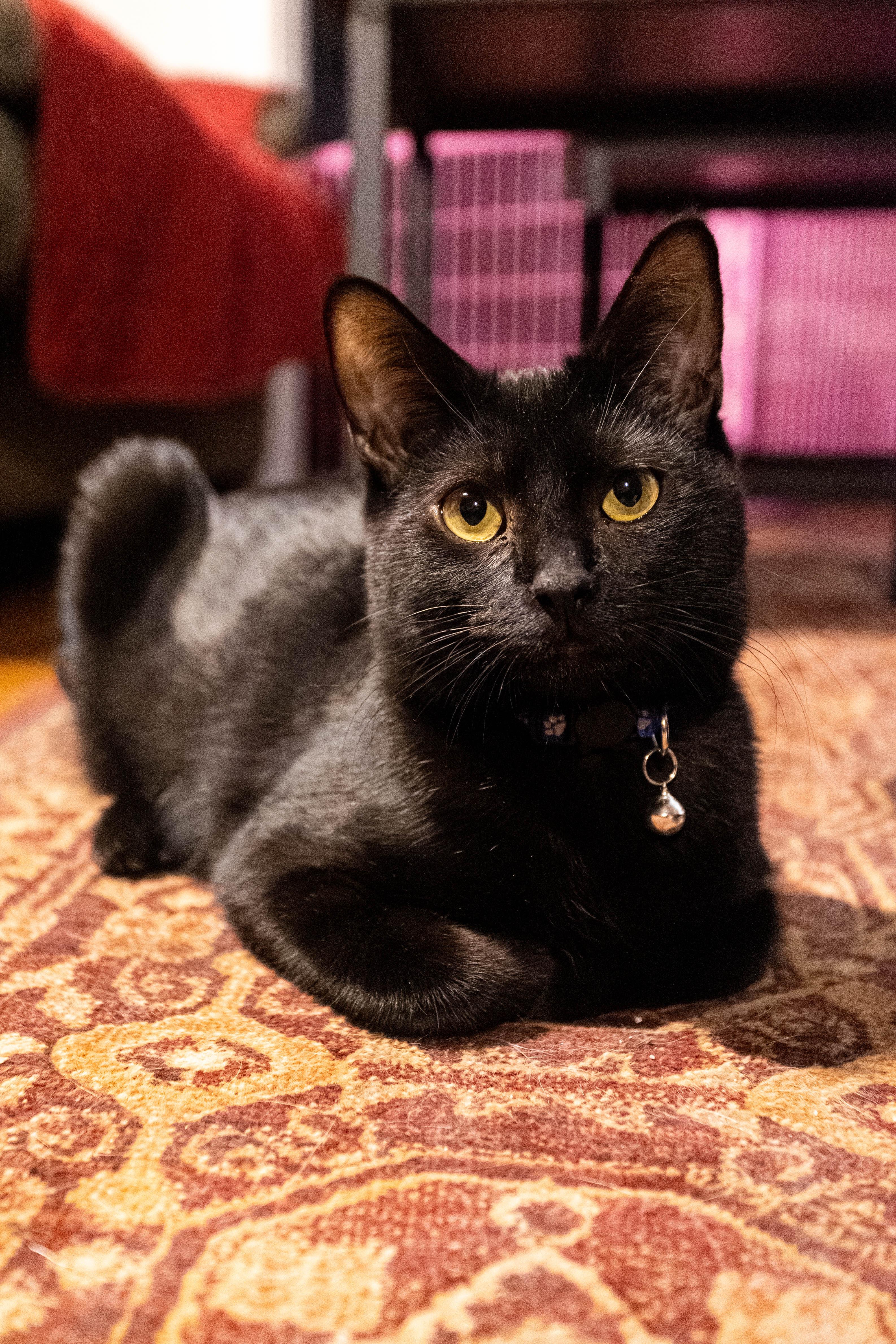 Enlarge Molly & Calvin, a ADOPTABLE Domestic Long Hair in Pittsburgh, PA image 5/6