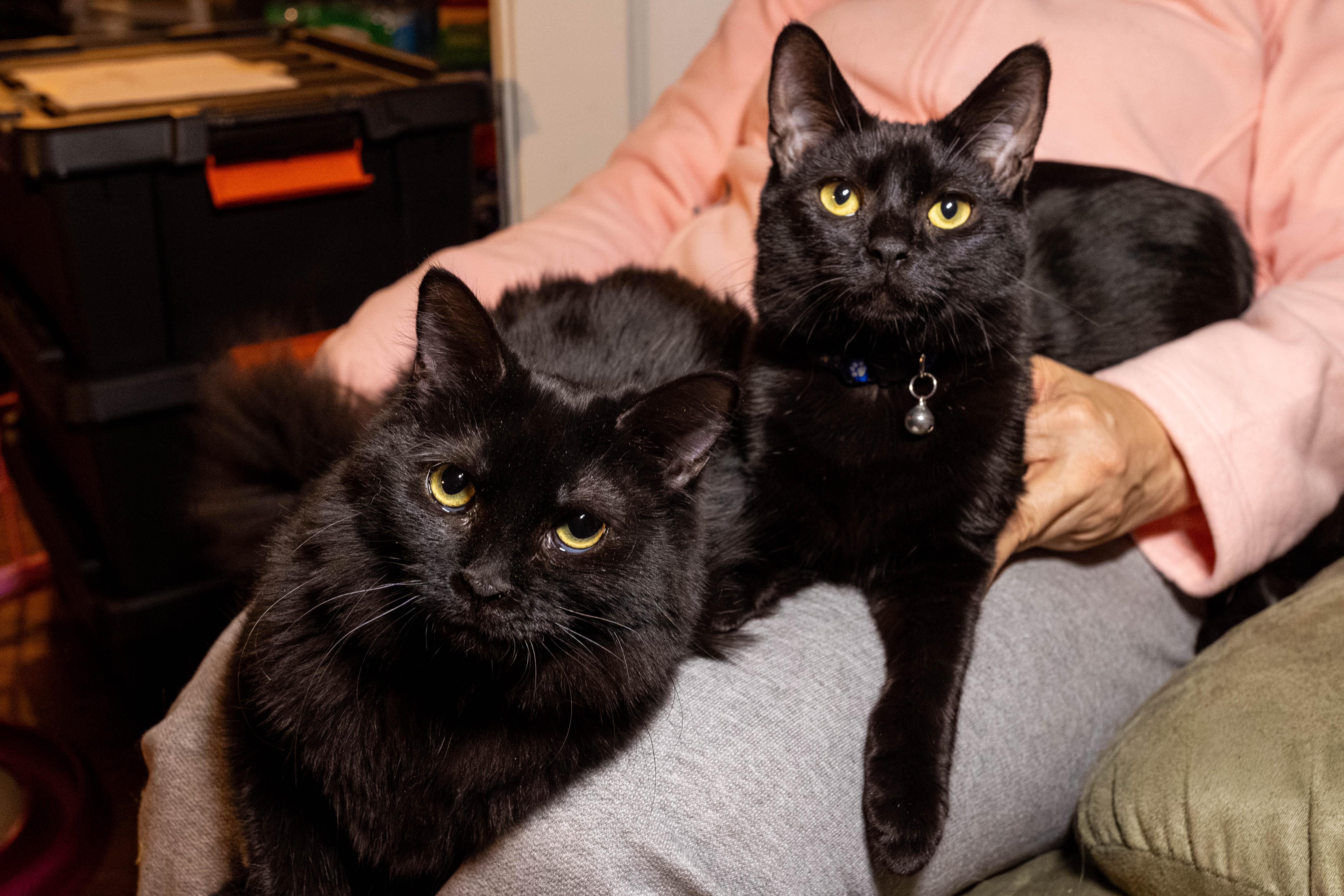 Molly & Calvin, ADOPTABLE, Young Female Domestic Long Hair.