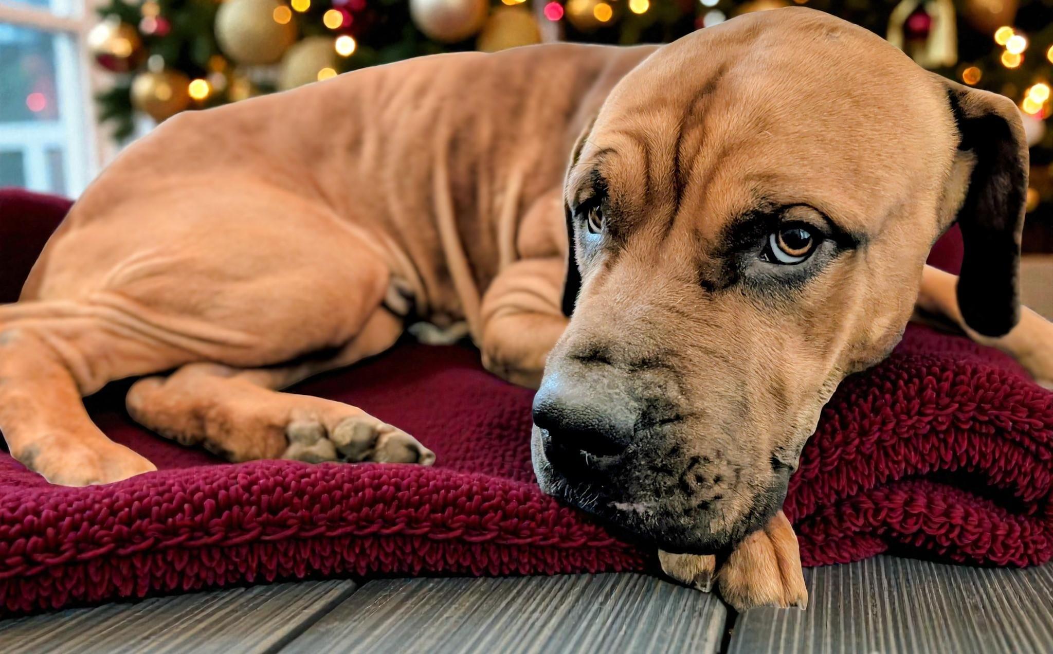 Enlarge Bubba, a ADOPTABLE Mastiff image 1/6