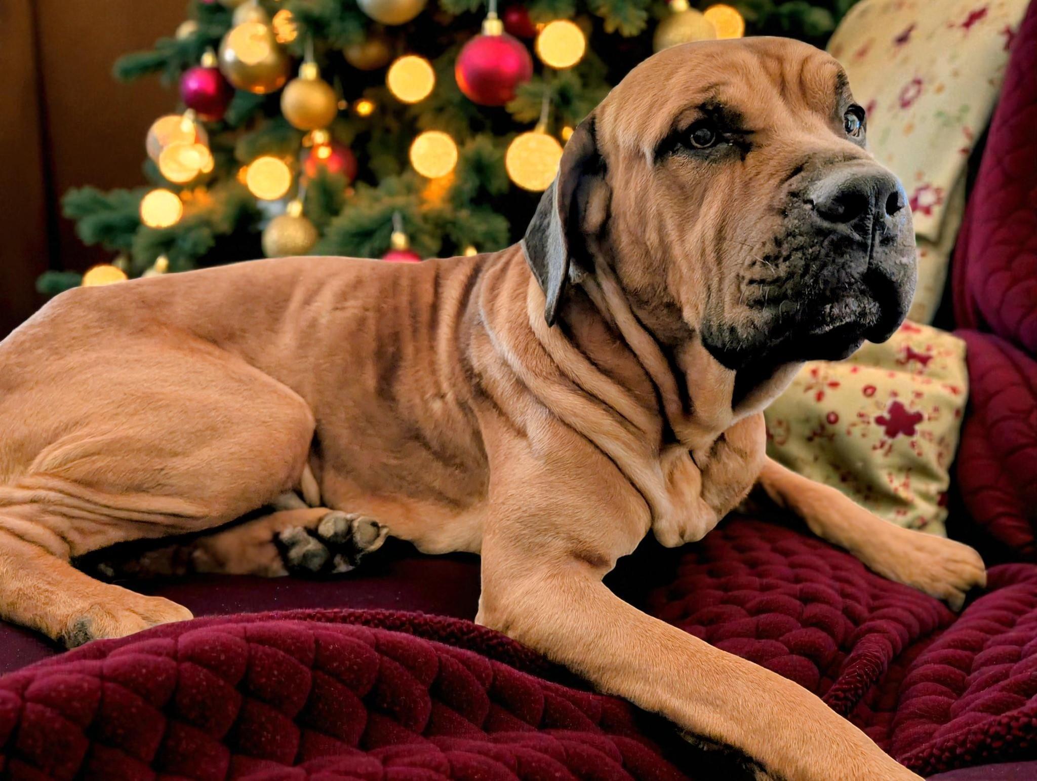 Enlarge Bubba, a ADOPTABLE Mastiff image 2/6