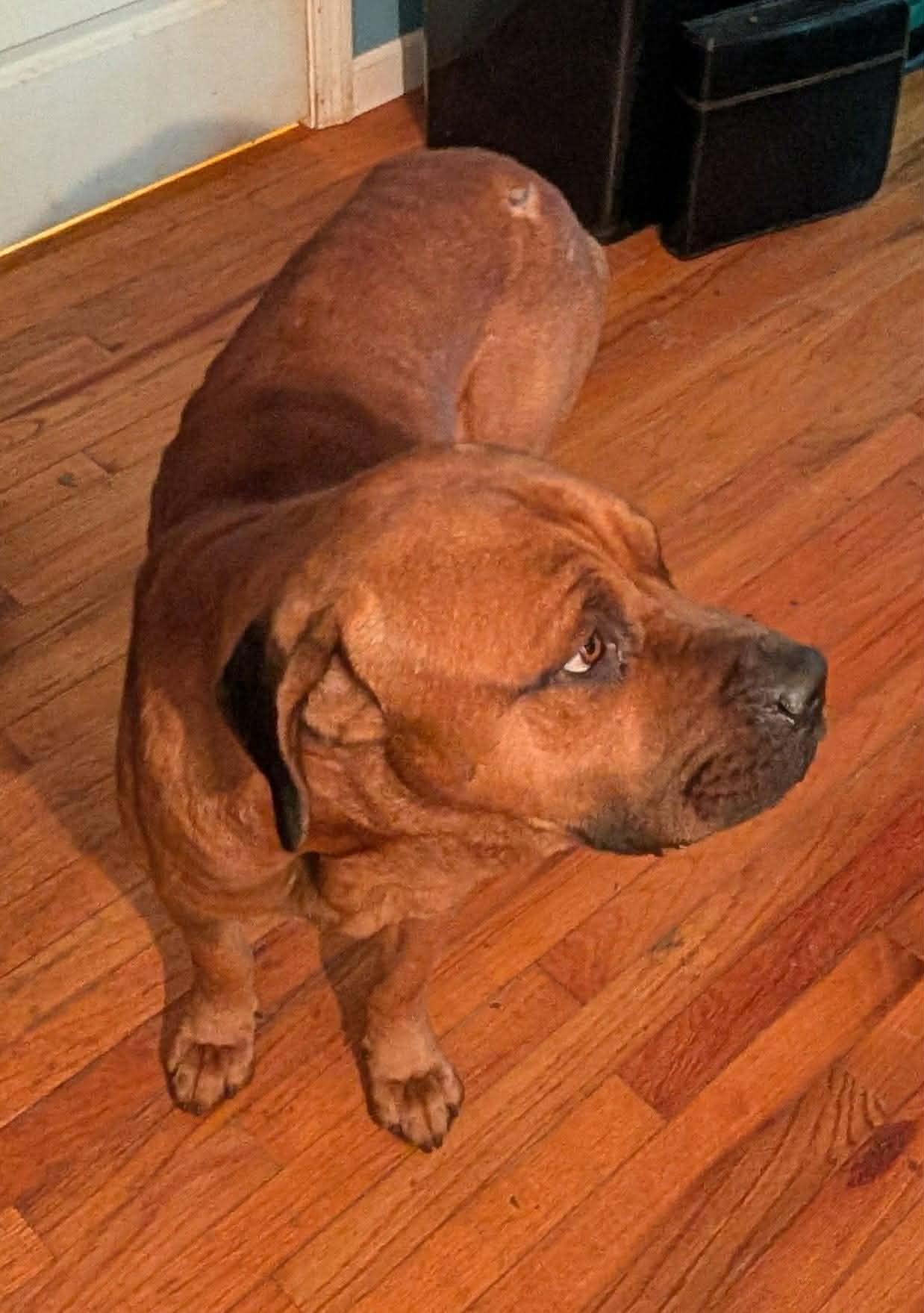 Enlarge Bubba, a ADOPTABLE Mastiff image 3/6