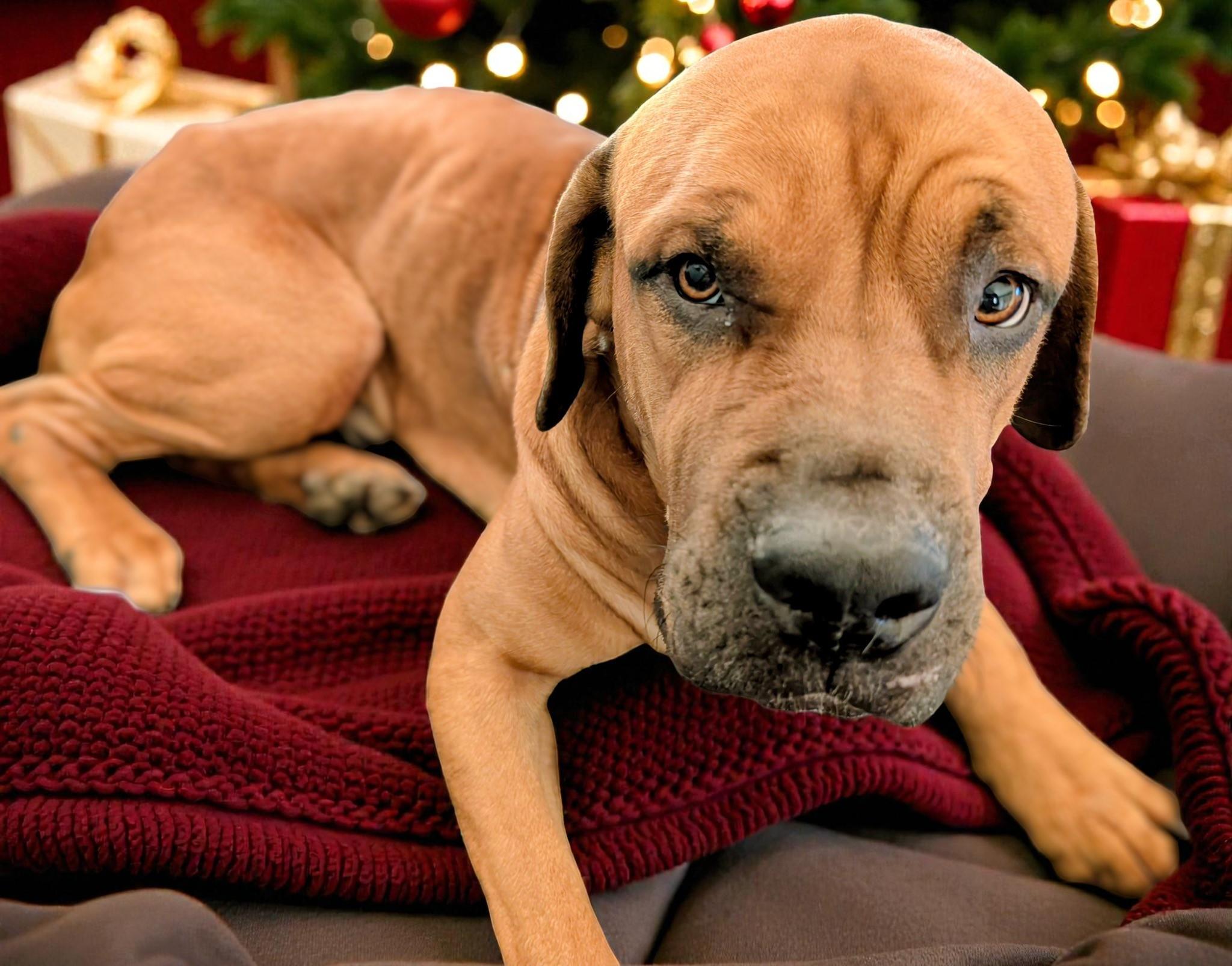 Enlarge Bubba, a ADOPTABLE Mastiff image 4/6