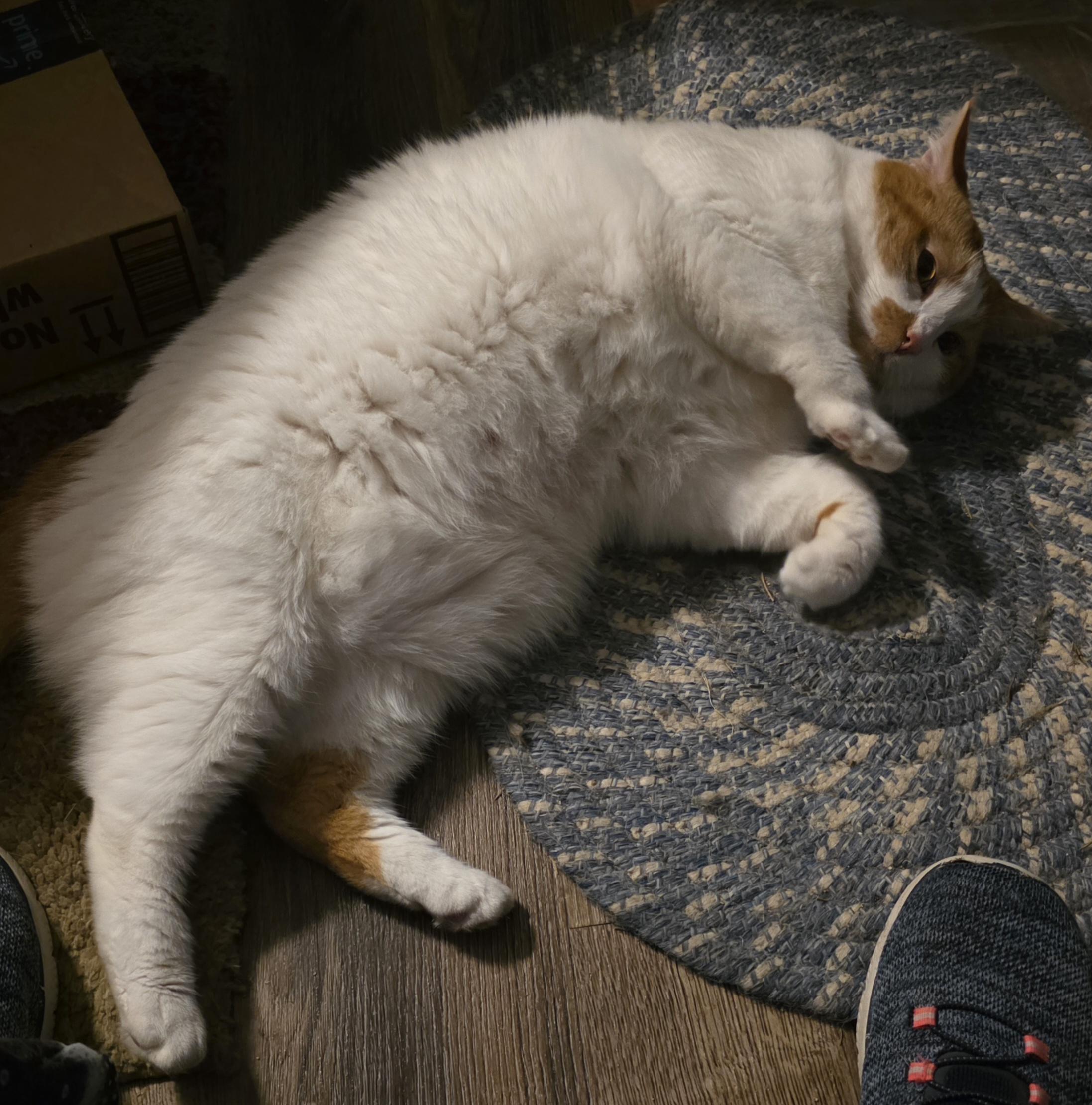 Dusty, an adopted Domestic Short Hair in Jamesville, NY image 3/4