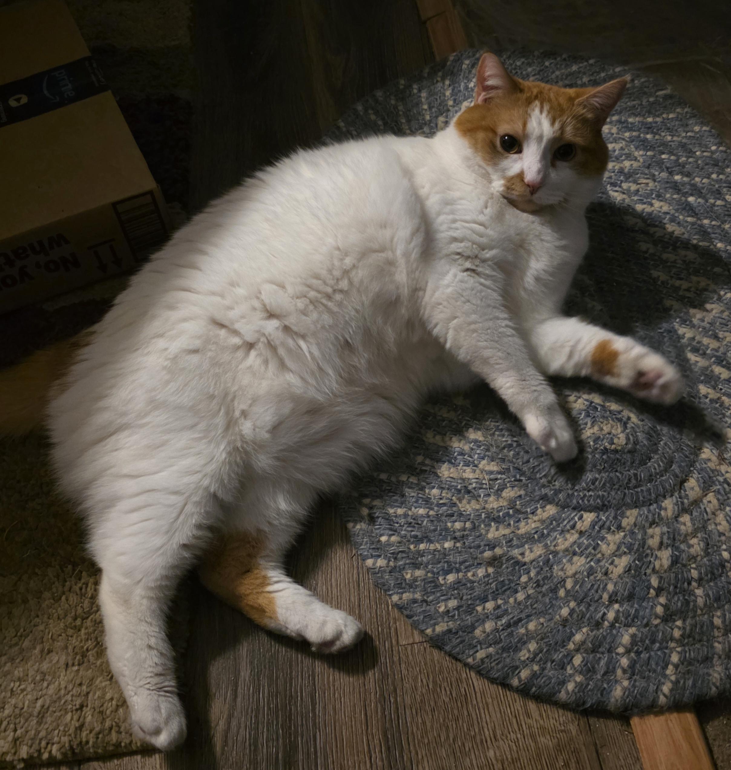 Dusty, an adopted Domestic Short Hair in Jamesville, NY image 2/4