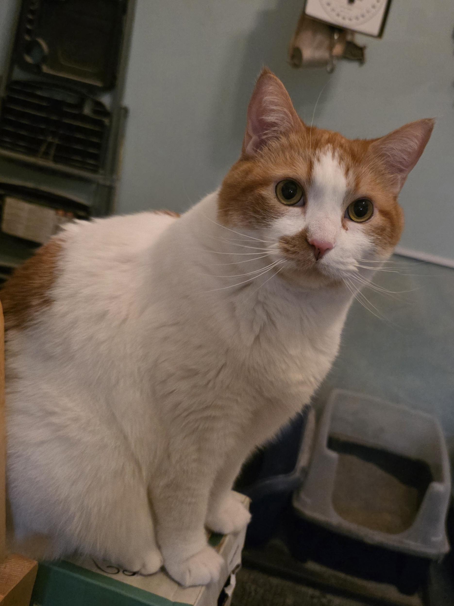 Dusty, an adopted Domestic Short Hair in Jamesville, NY image 1/4