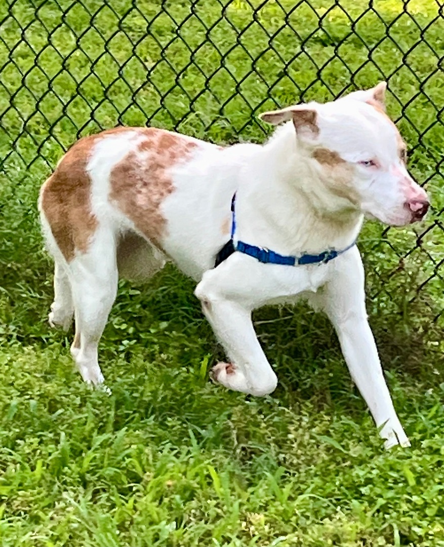 Zenith, a Adoptable mixed breed in Seattle, WA image 1/4