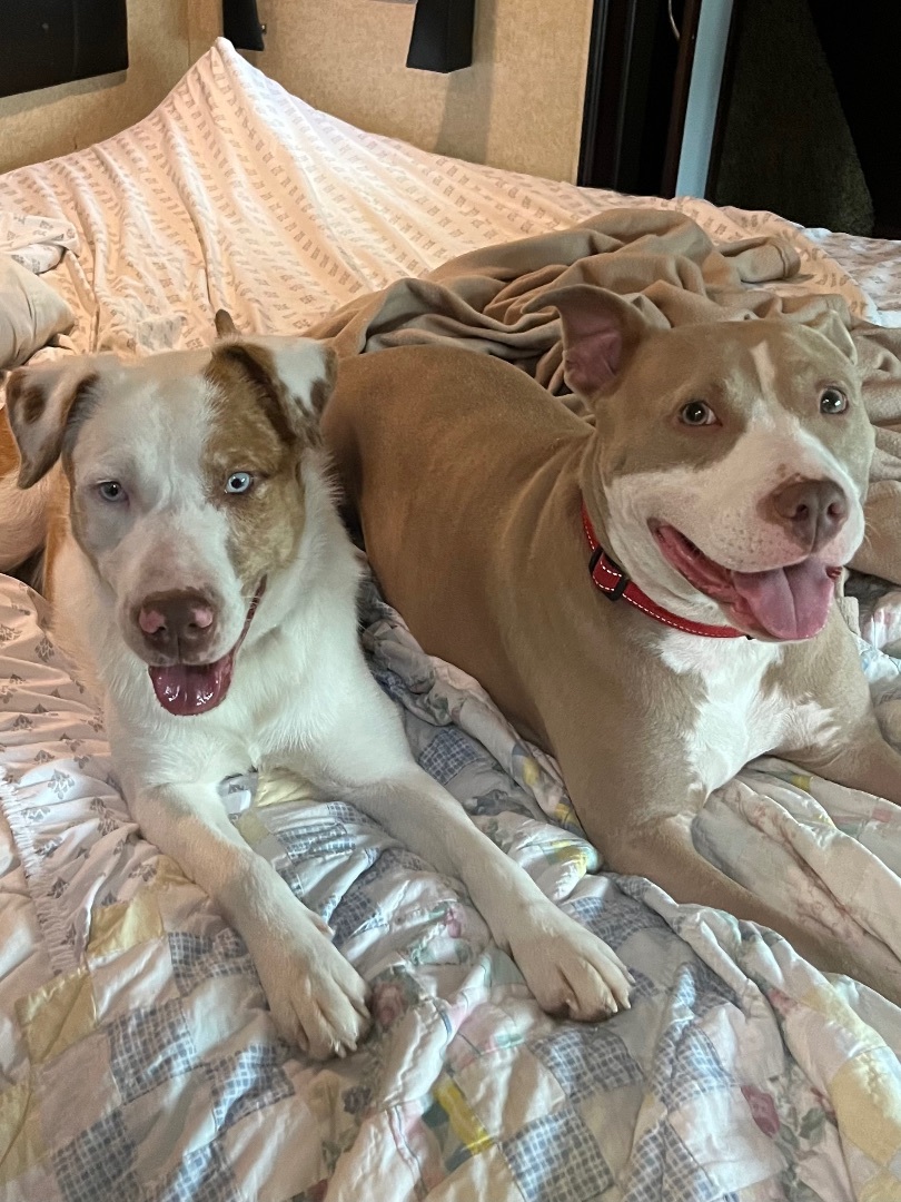 Zenith, a Adoptable mixed breed in Seattle, WA image 2/4