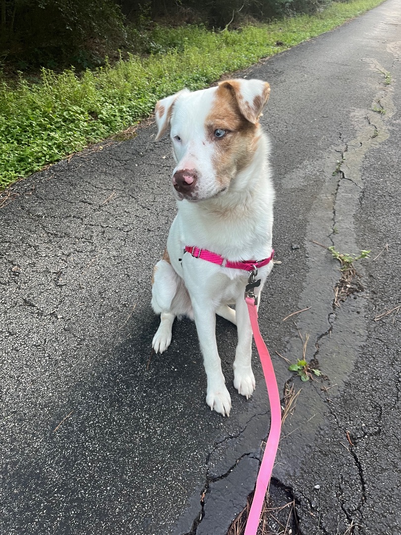 Zenith, a Adoptable mixed breed in Seattle, WA image 3/4