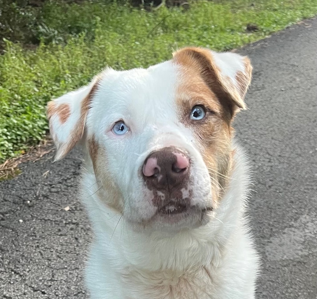 Zenith, a Adoptable mixed breed in Seattle, WA image 4/4