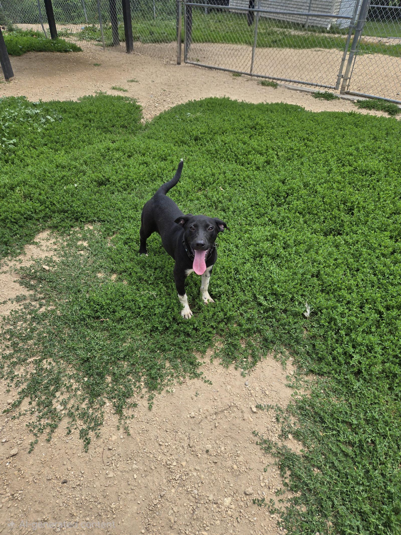 Curly, Adopted, Young Female Black Labrador Retriever.