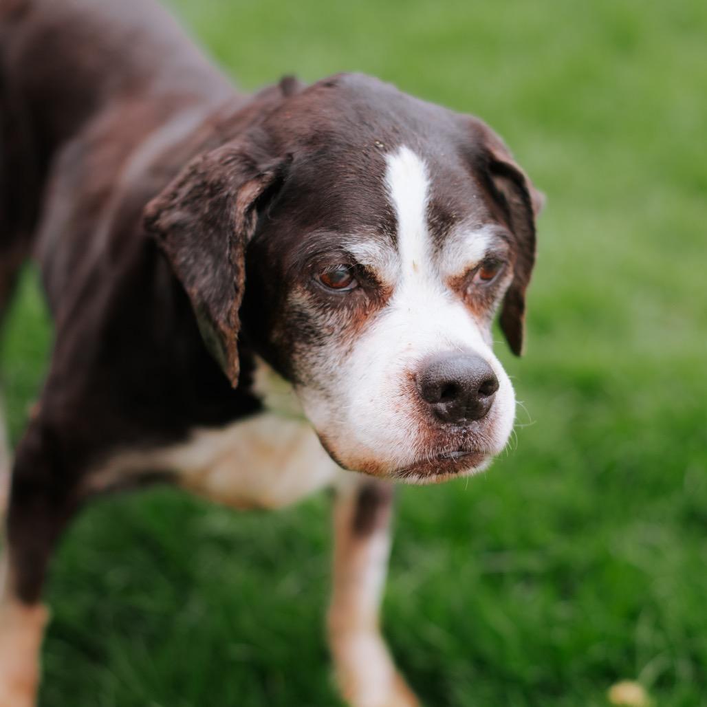 Doris, Adoptable, Senior Female Pit Bull Terrier & Cocker Spaniel.
