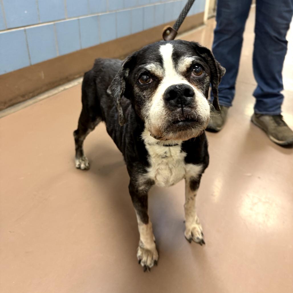 Enlarge Doris, a Adoptable Beagle in Northbrook, IL image 2/2