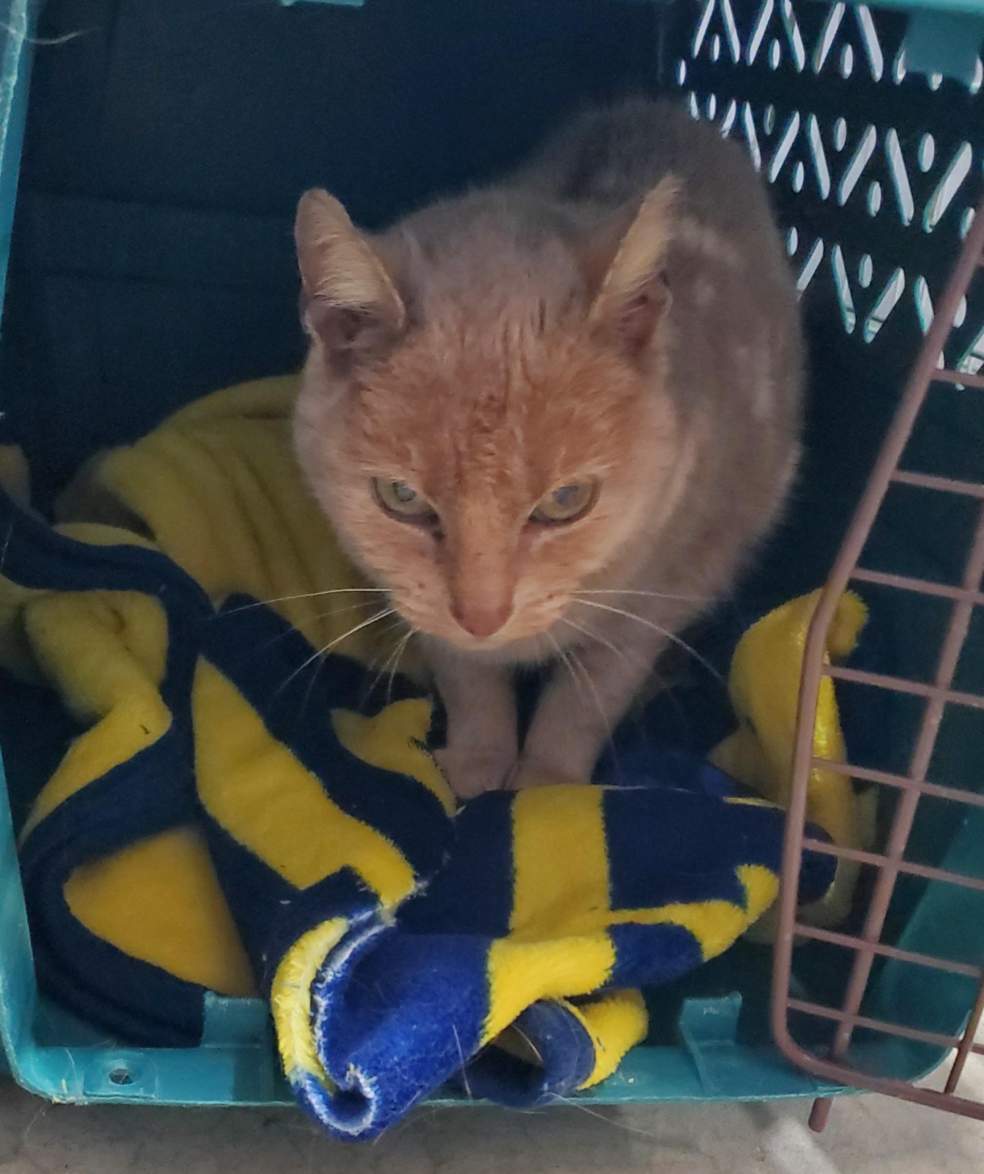 Khaki, Adoptable, Kitten Female Tabby & Domestic Short Hair.