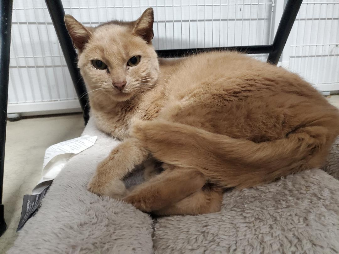 Enlarge Khaki, a Adoptable mixed breed in Howell, MI image 2/3