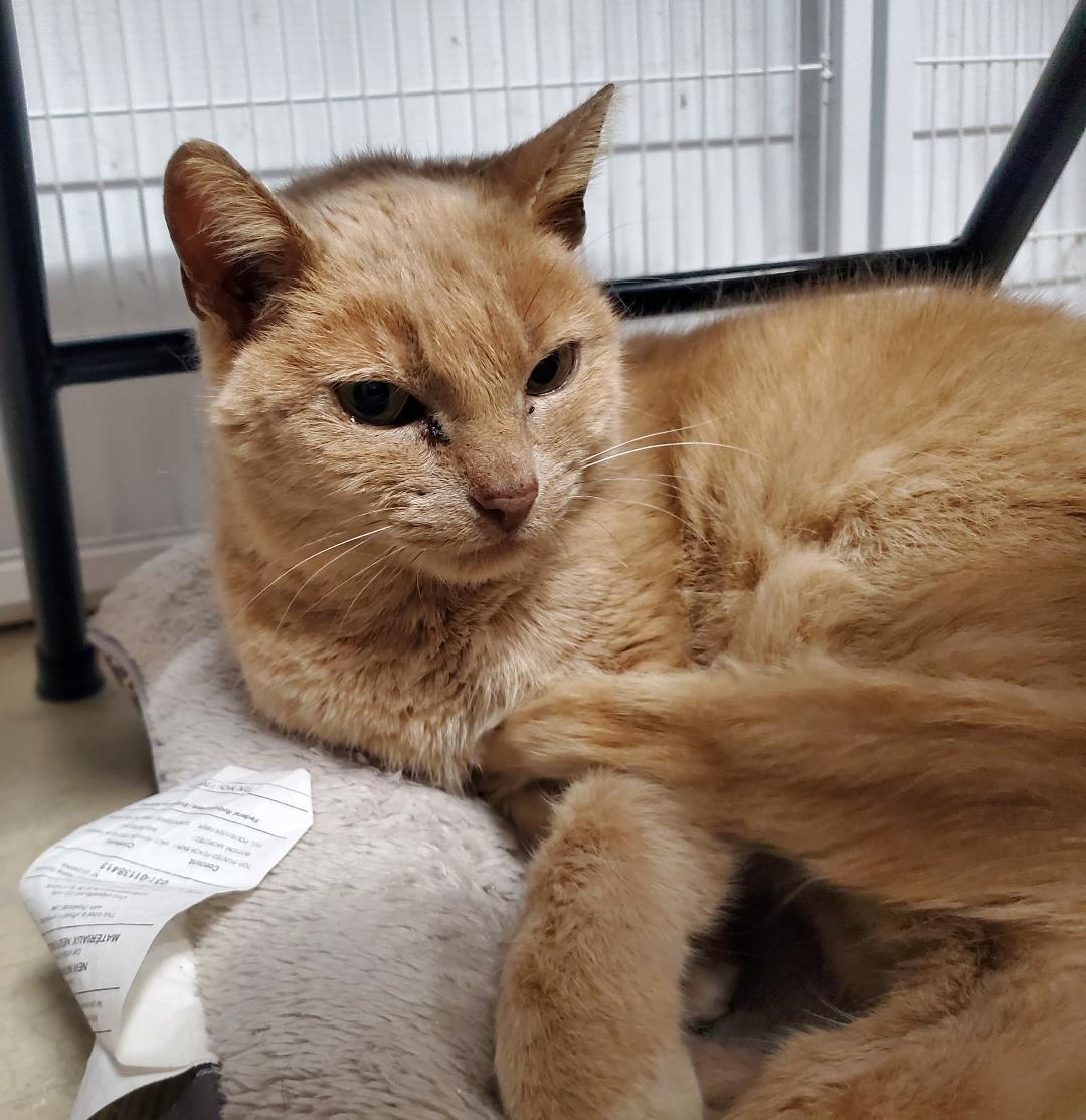 Enlarge Khaki, a Adoptable mixed breed in Howell, MI image 1/3