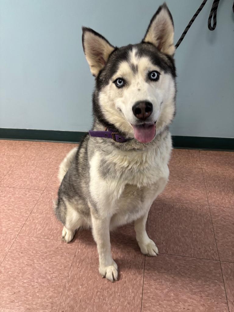 Denver, Adoptable, Adult Male Husky & Alaskan Malamute.