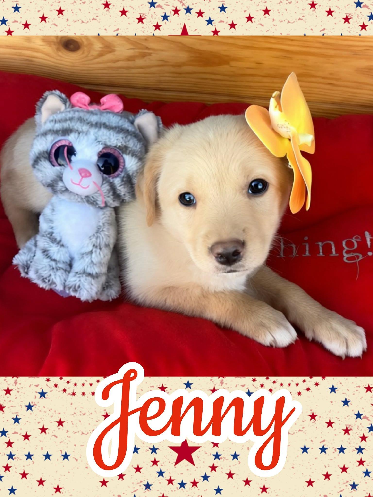 Jenny, ADOPTABLE, Puppy Female Border Collie & Labrador Retriever.