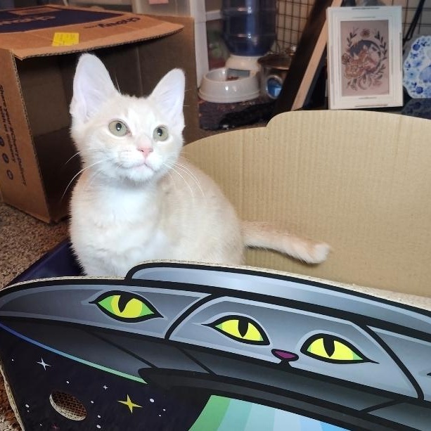 Enlarge Cheeseburger, an adopted Domestic Medium Hair in West Chester, OH image 5/6