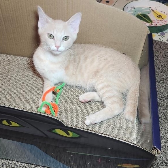 Enlarge Cheeseburger, an adopted Domestic Medium Hair in West Chester, OH image 2/6