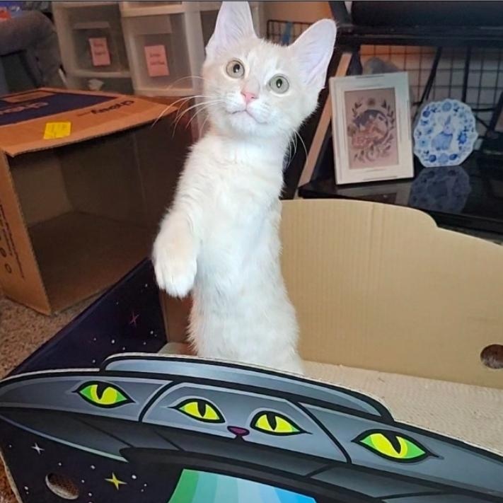 Enlarge Cheeseburger, an adopted Domestic Medium Hair in West Chester, OH image 4/6