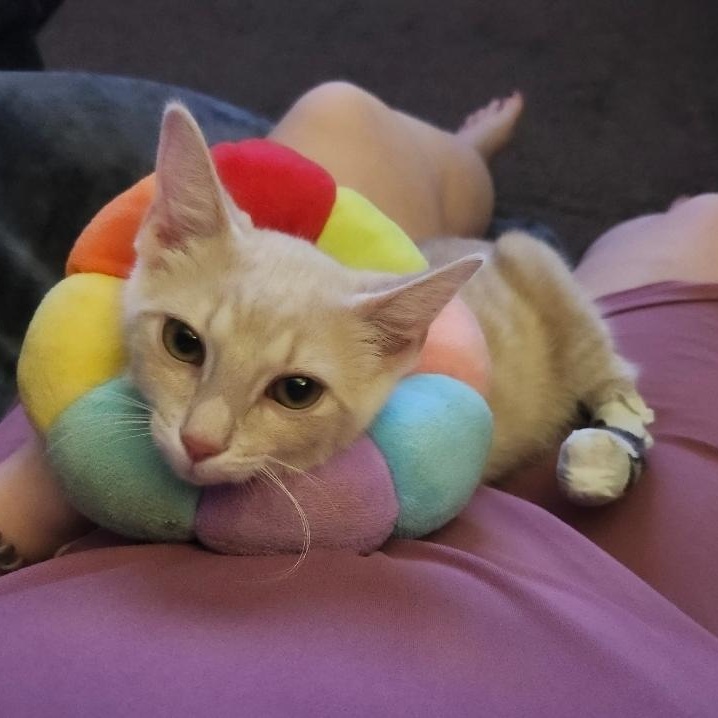 Enlarge Cheeseburger, an adopted Domestic Medium Hair in West Chester, OH image 3/6