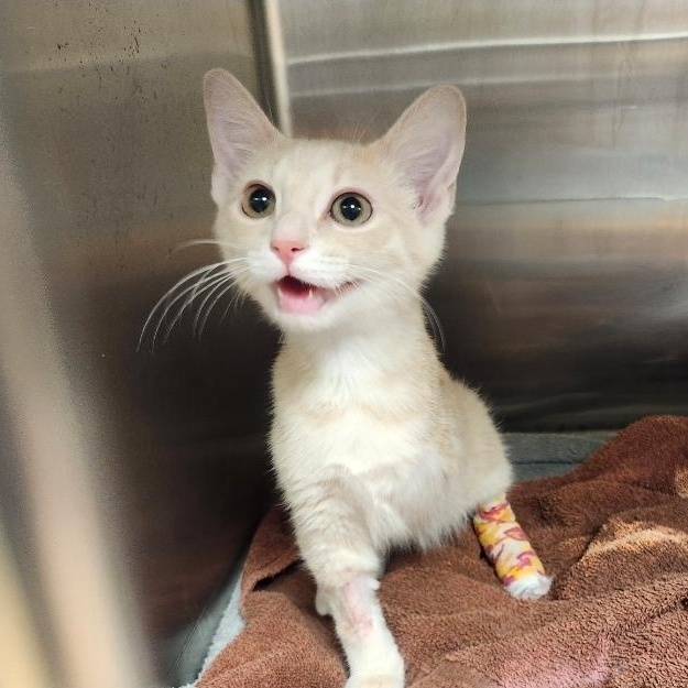 Cheeseburger, adopted, Young Male Domestic Medium Hair.